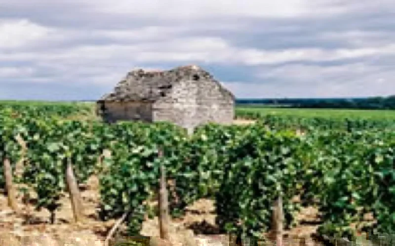 Chine, Inde et Maghreb, futurs eldorados du vin