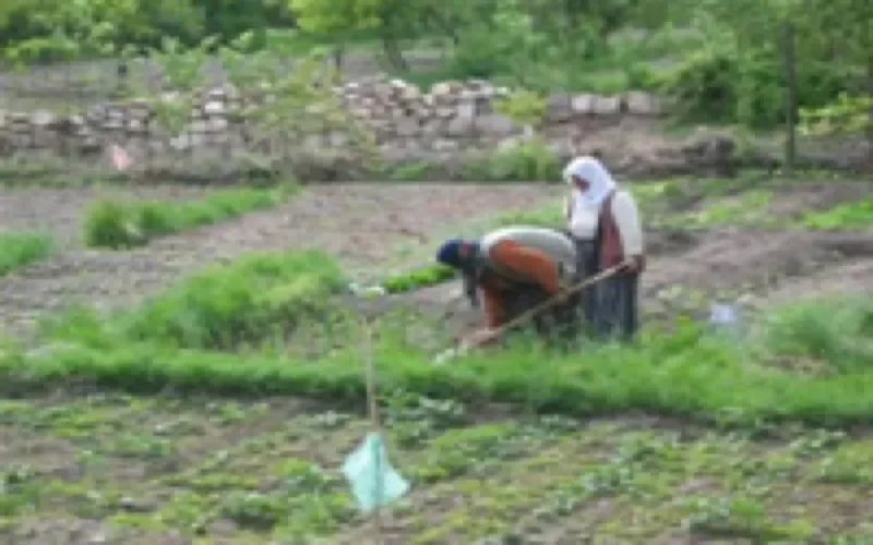 Le Maroc mûr pour les récoltes en Europe