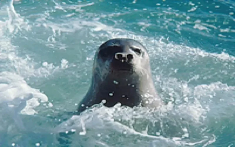 Le Maroc signe un accord avec trois pays pour la protection des phoques