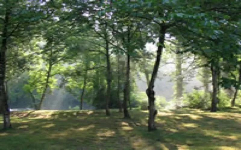 40 millions d'arbres à planter au Maroc d'ici à février 2008