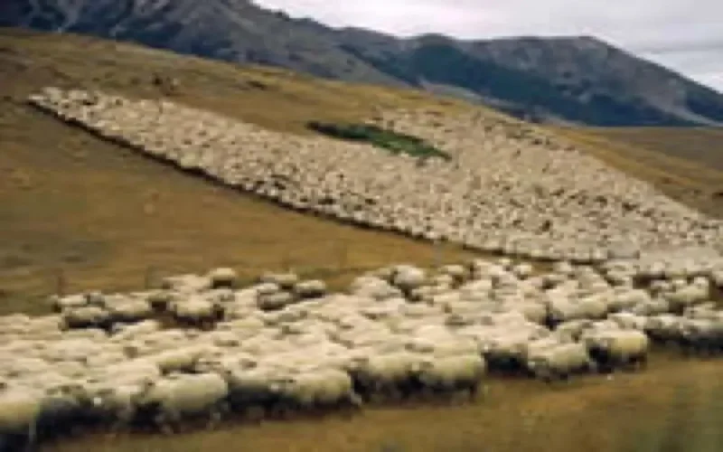 Aïd Al-Adha : L'offre est là, la qualité rare et chère