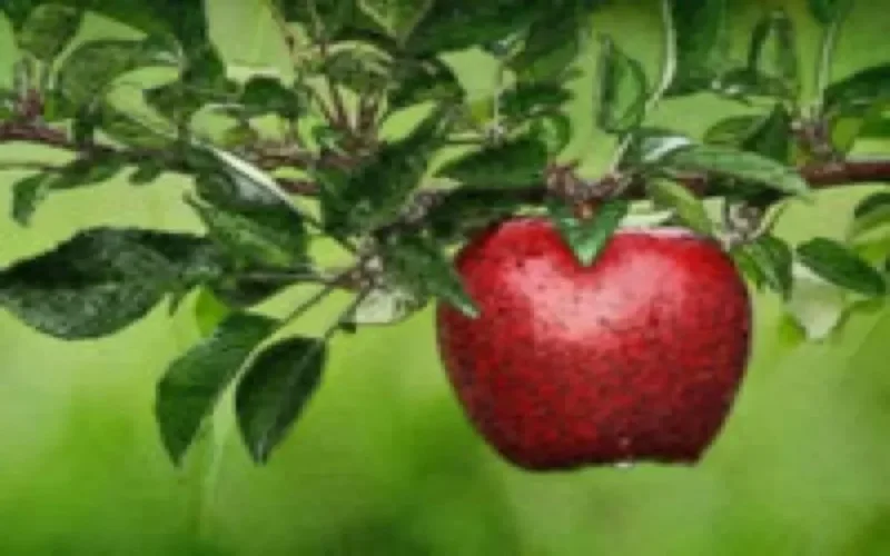 Une zone de libre échange dans l'espace maghrébin ?