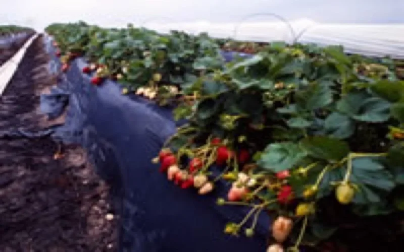 Manque de main d'oeuvre pour la cueillette de la fraise en Espagne