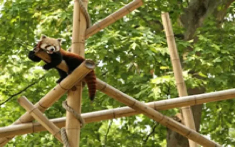 Comment Rabat va révolutionner le concept de Zoo