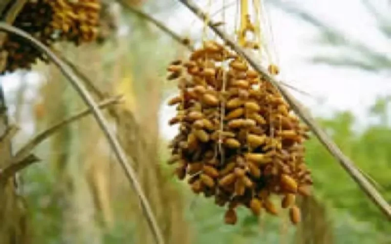 Des étudiants français à Guelmim pour le lancement du projet "Save Nakhla"