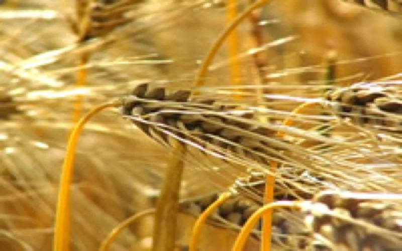 Le Maroc produira 5 millions de tonnes de céréales en 2008