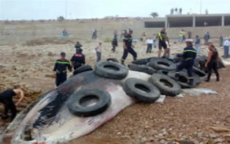 Une baleine échoue sur une plage de Casablanca