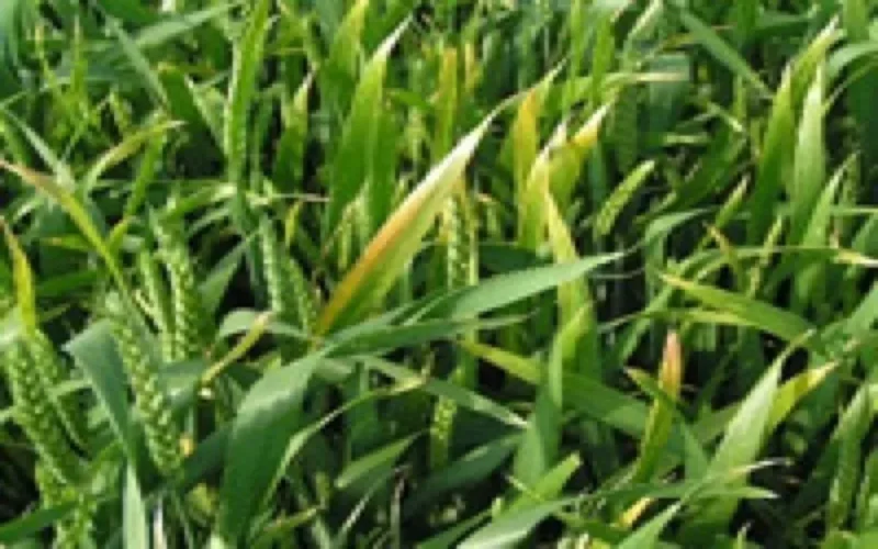 Le Vietnam investit 600 millions de dollars dans une usine d'engrais 