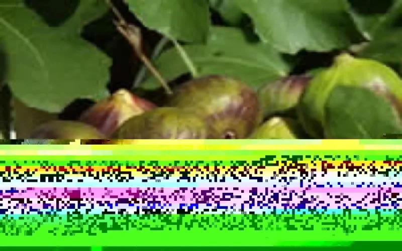 20 milliards de DH pour le plan Maroc vert