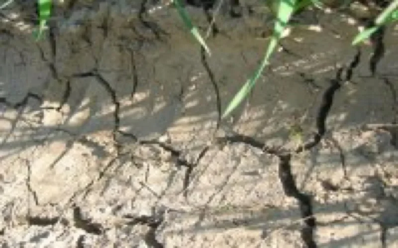 Conséquences de la canicule et de la saison estivale