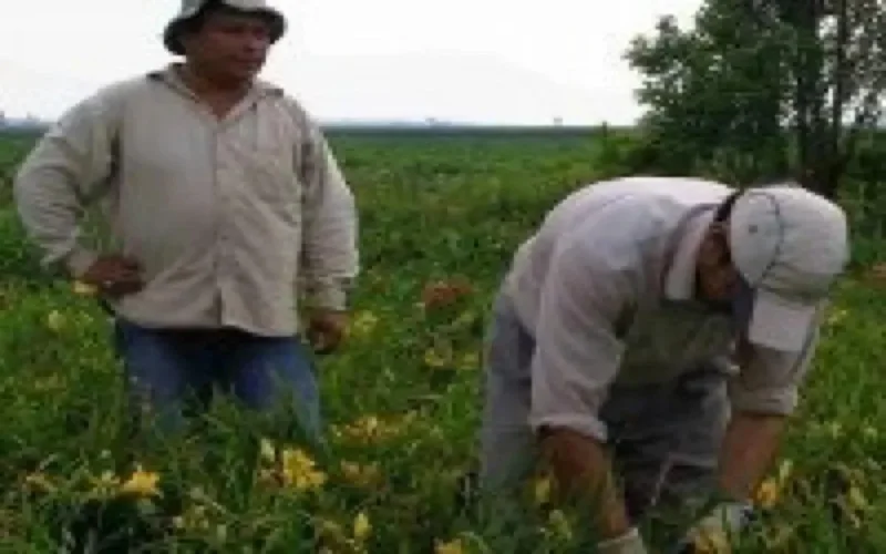 France : des saisonniers marocains reconnus dans leurs droits