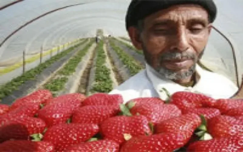 OCDE : "Malgré la crise, les pays doivent continuer à intégrer les immigrés"