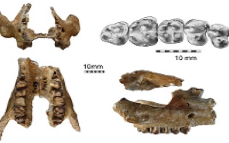 L'ancêtre de l'éléphant découvert au Maroc