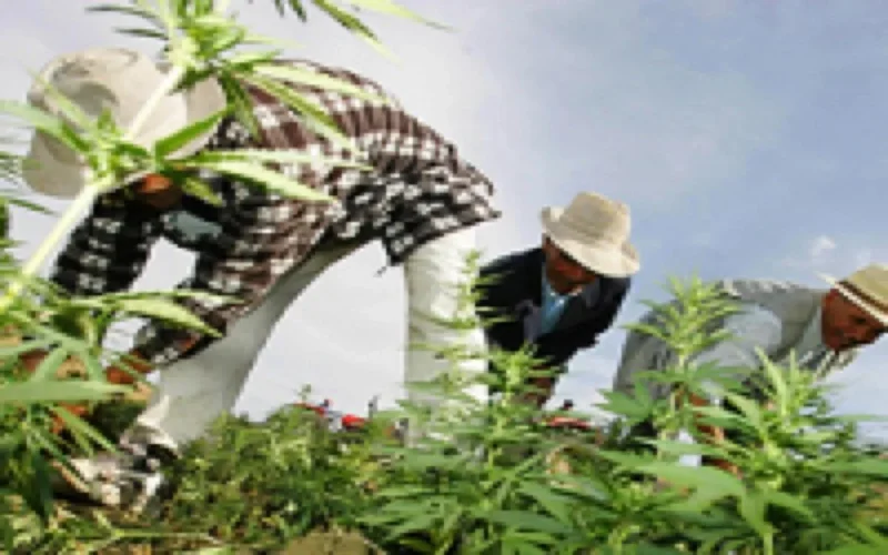 Démantèlement de 4 gros réseaux de trafic de drogue en 2009