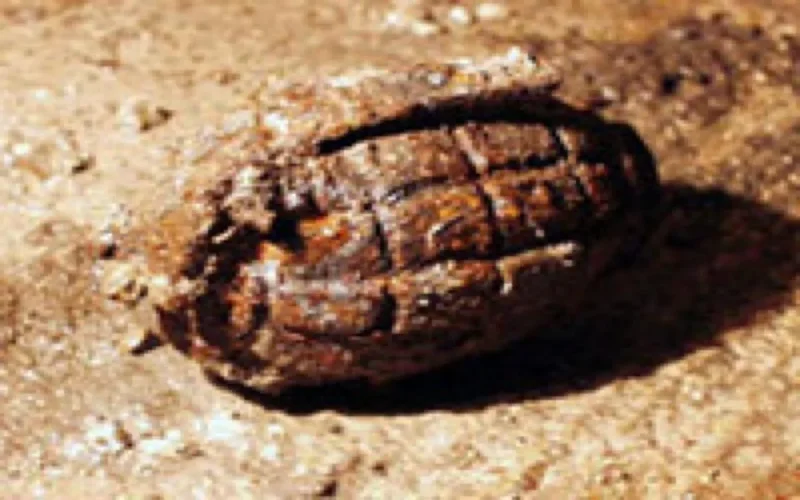 Explosion d'une grenade à Essaouira