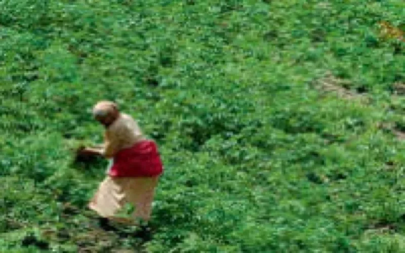 Haschish : 4 milliards d'euros de bénéfices en 2009 