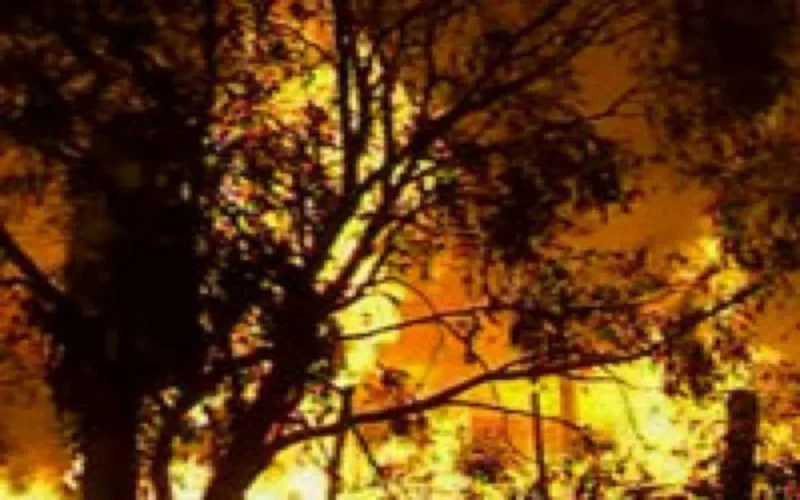 25 ha de forêt ravagés par un incendie à Essaouira