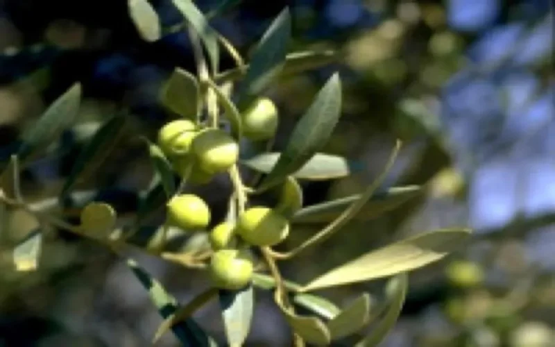 Meknès fête son olivier
