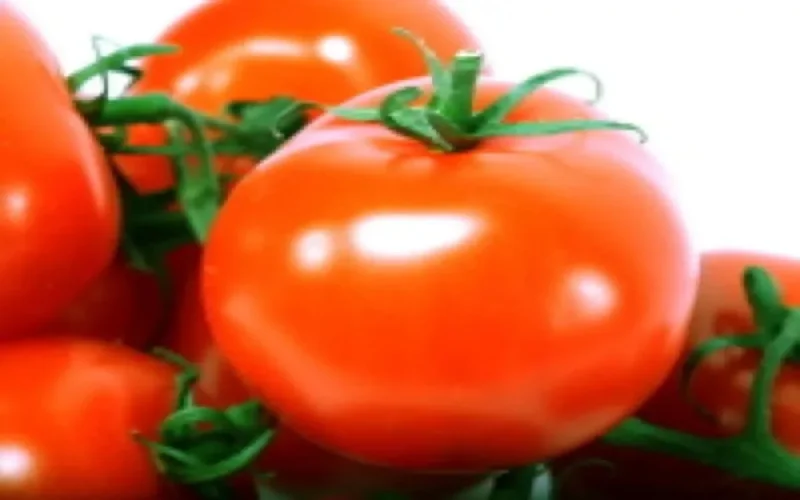 La tomate marocaine effraie les producteurs espagnols