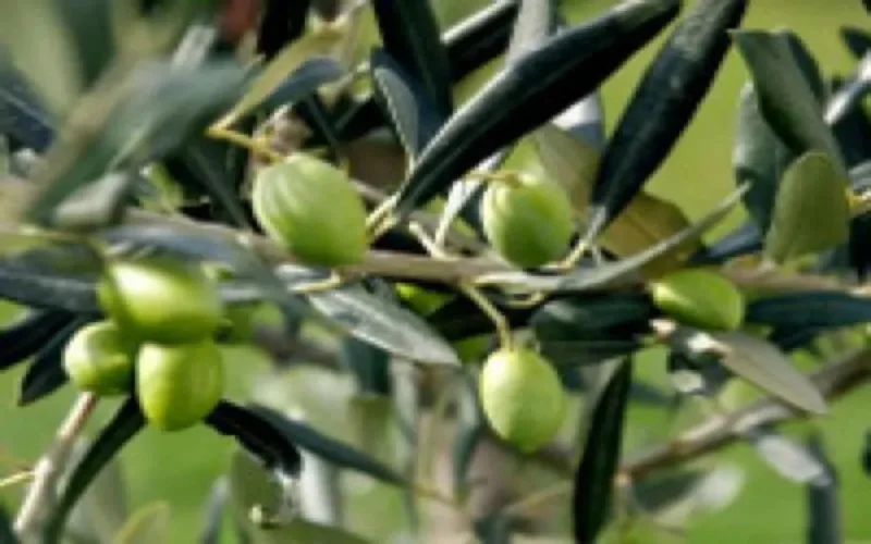 L'olive marocaine sur la chaine M6