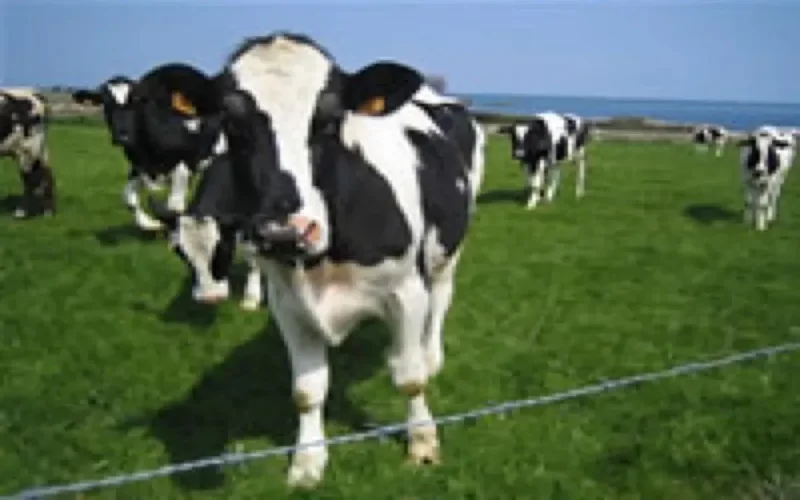 Le Maroc interdit l'importation du bœuf américain