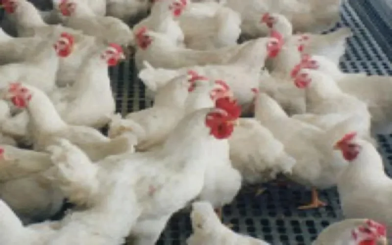 Secteur avicole : 100 millions de dirhams de pertes 