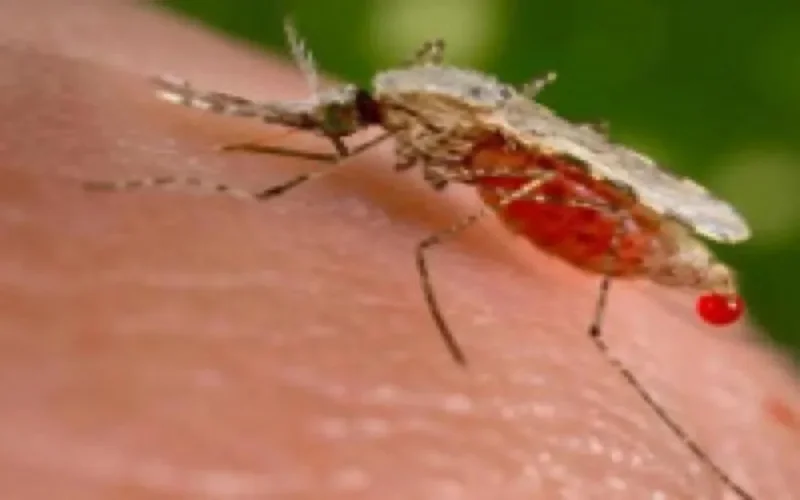 Le spectre de la malaria s'éloigne de Casablanca