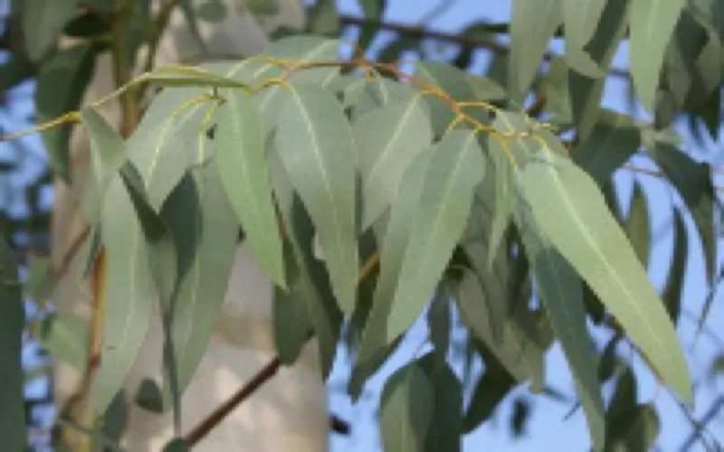 La gomme blanche détruit 60% de l'eucalyptus marocain 