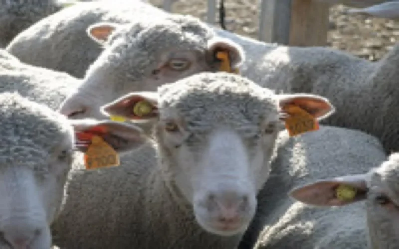 Aïd Al Adha 2010 : 7,6 millions de bêtes disponibles