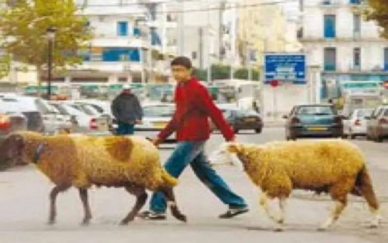 Aïd Al Adha rapporte 7,7 milliards de dirhams