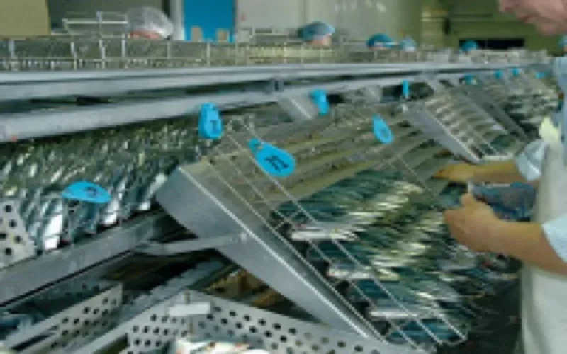 Les conserveries de poisson de Safi au chômage technique faute de stock