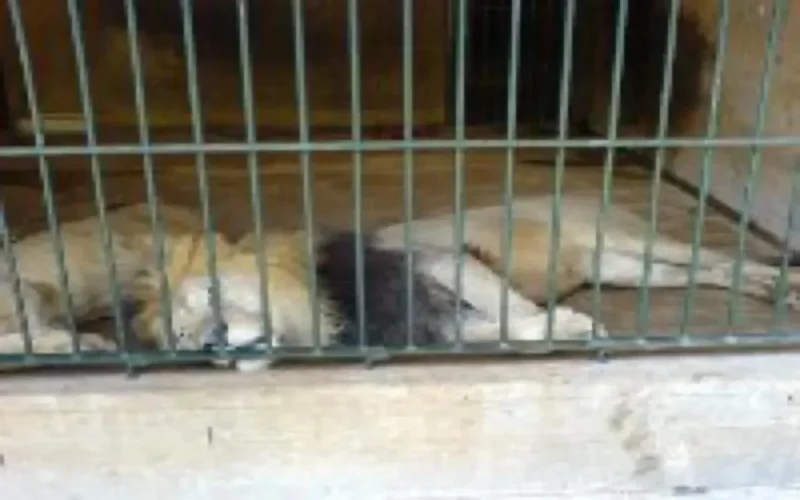 Les animaux du zoo de Témara en détresse