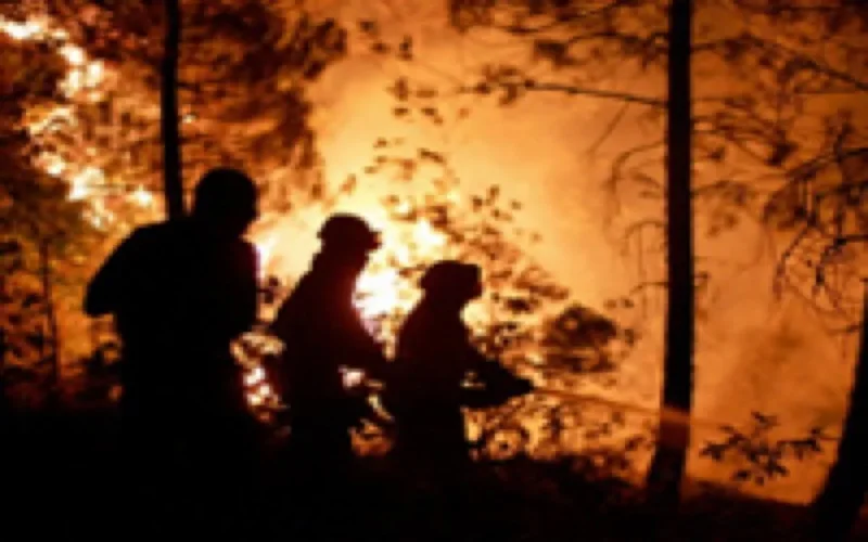 Le feu détruit 150 hectares de forêts à Al Hoceïma