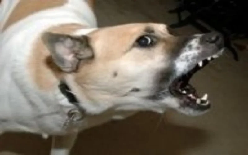 France : découverte d'un cas de rage sur un chiot en provenance du Maroc