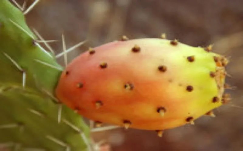 L'huile de figues de barbarie, nouvelle huile d'argan ?