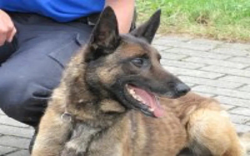 Le Maroc importe des chiens policiers d'Espagne