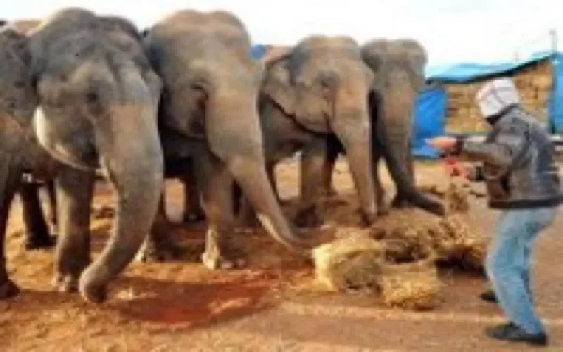 Un visa pour les éléphants bloqués au Maroc