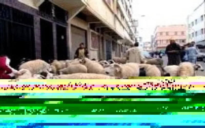 Hausses de prix attendues pour l'Aïd Al Adha 2011