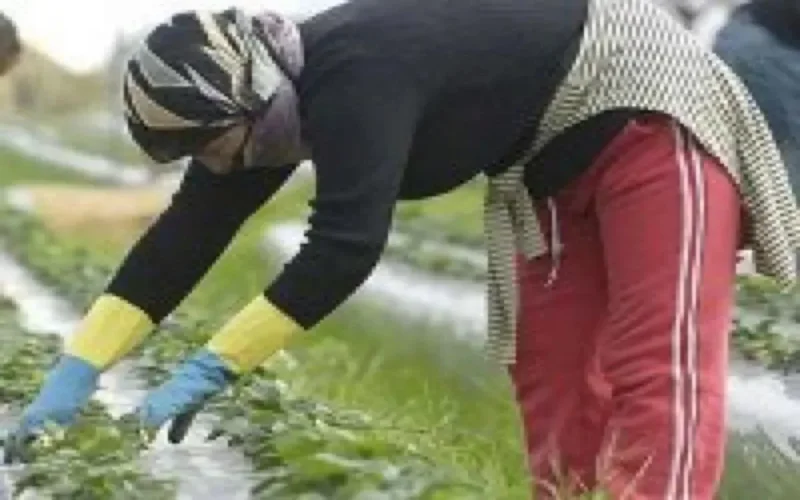 Espagne : saisonnier, un métier sans droits 