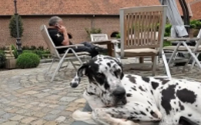 Insolite : la FRMF dogsitter pour Gerets 