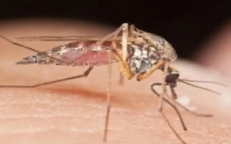 Invasion de moustiques à Rabat