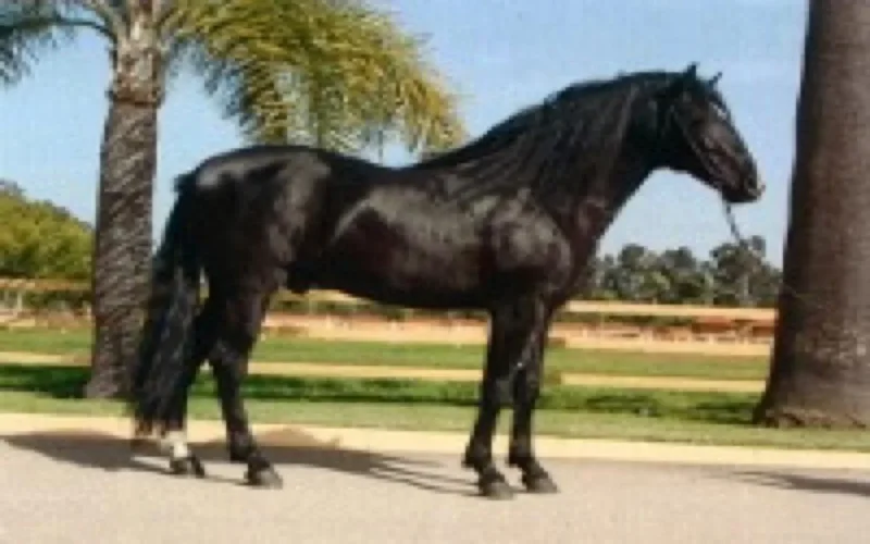 Le cheval barbe marocain