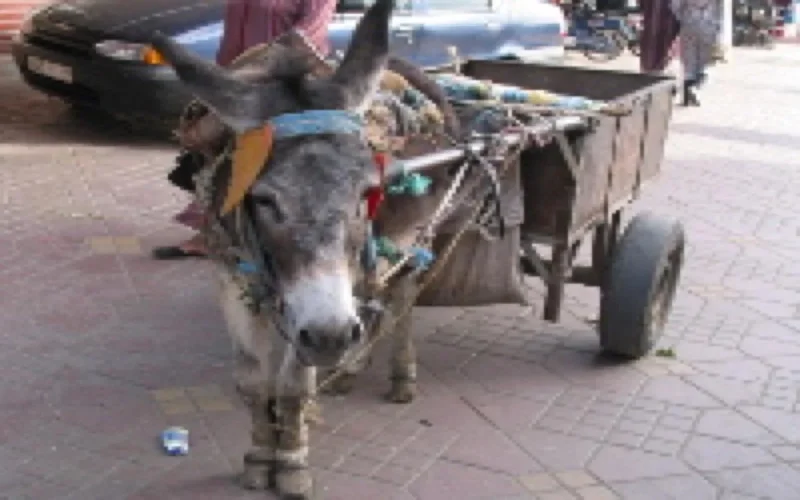 Un homme s'immole par le feu à Berrechid