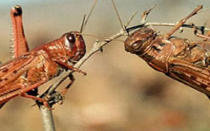 Alerte aux criquets pelerins au Maroc