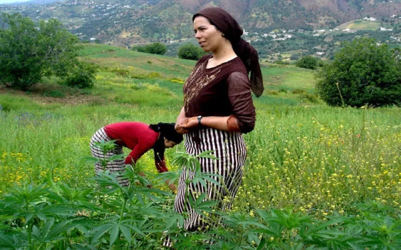 L'Istiqlal veut légaliser la culture du cannabis