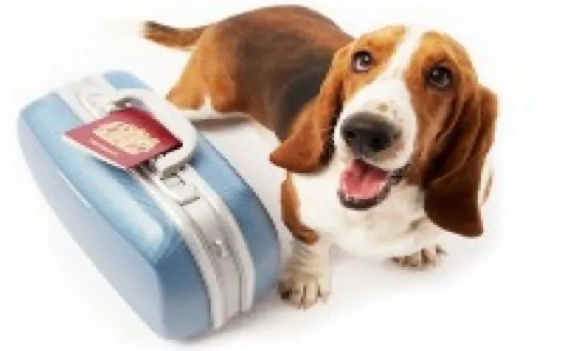 Insolite : billets de chiens au kilo chez Royal Air Maroc