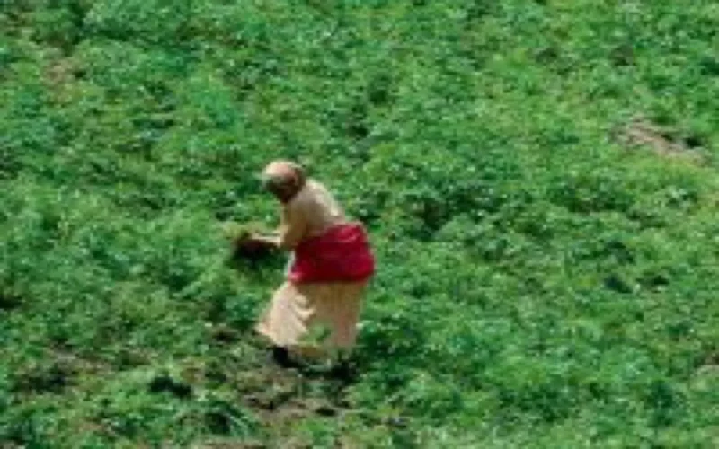 Le Maroc, premier exportateur de hashish au monde