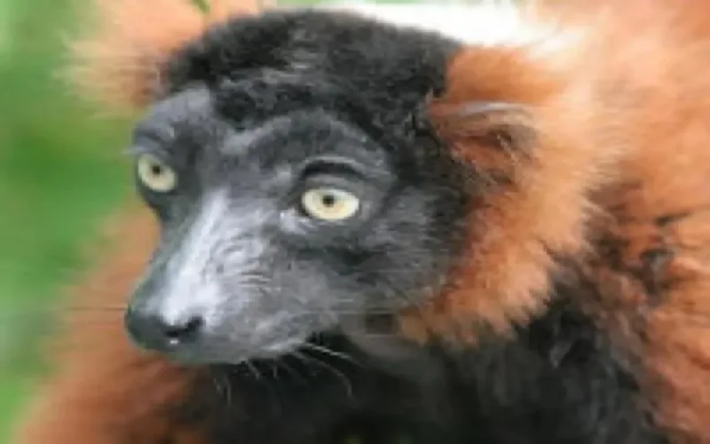 Les lémuriens débarquent au zoo de Rabat