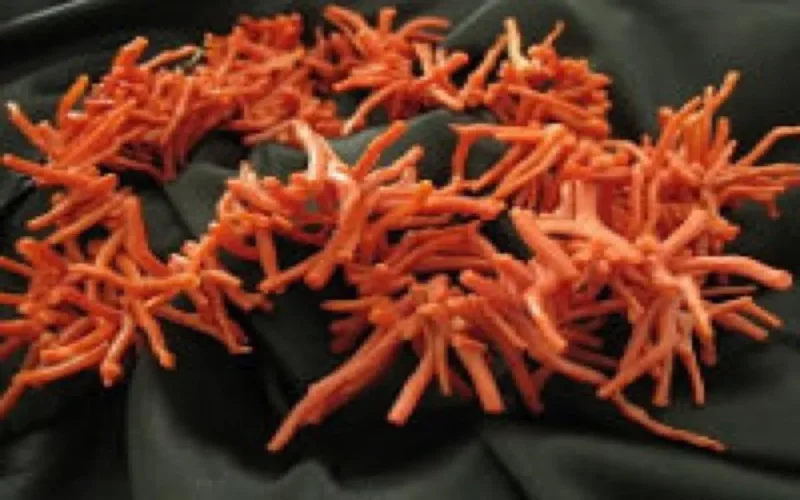 Six Marocains arrêtés en Algérie pour trafic de corail