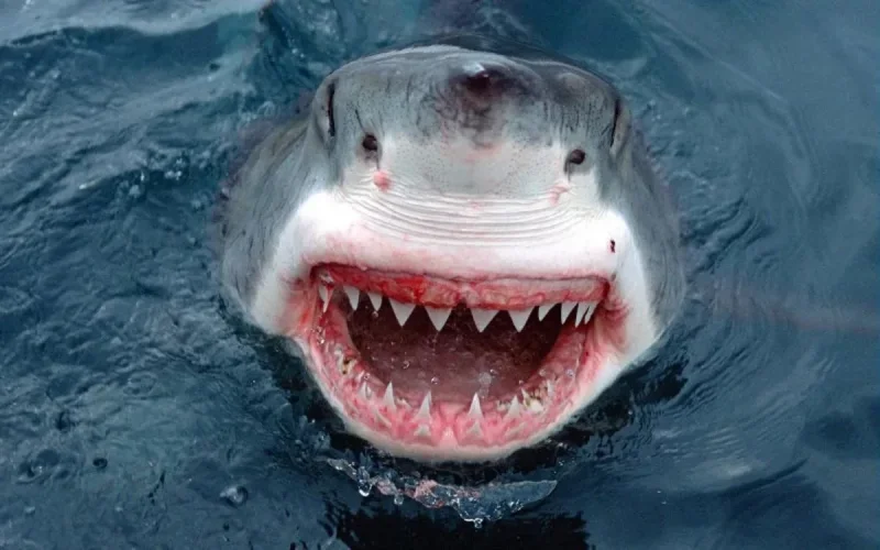 Des requins au Maroc ?